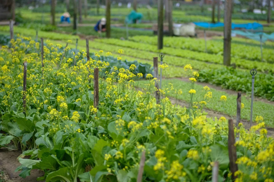 Vườn rau của Dương Tố Nữ